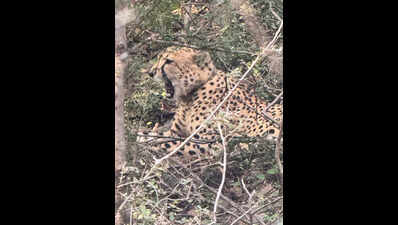 Kuno cheetah crosses over to Raj once again