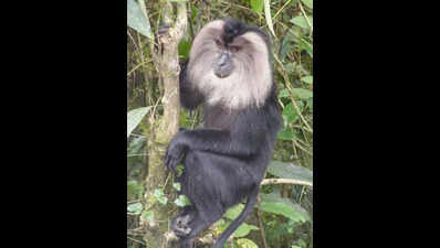 Lion-tailed macaque numbers rise outside protected areas