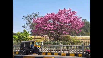Mysuru city to get tree protection panel soon