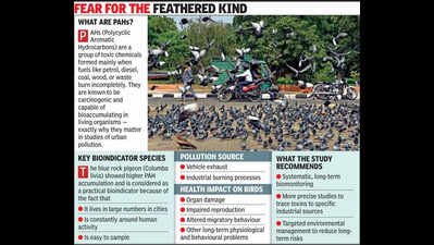 Ahmedabad: Pigeons you shoo away are airborne toxin alarm system