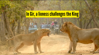 Watch: The viral wildlife moment in Gir National Park when a lioness challenges a male
