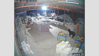 Sloth Bear Movement Near Tamil Nadu Villages: KMTR Faces Growing Challenge