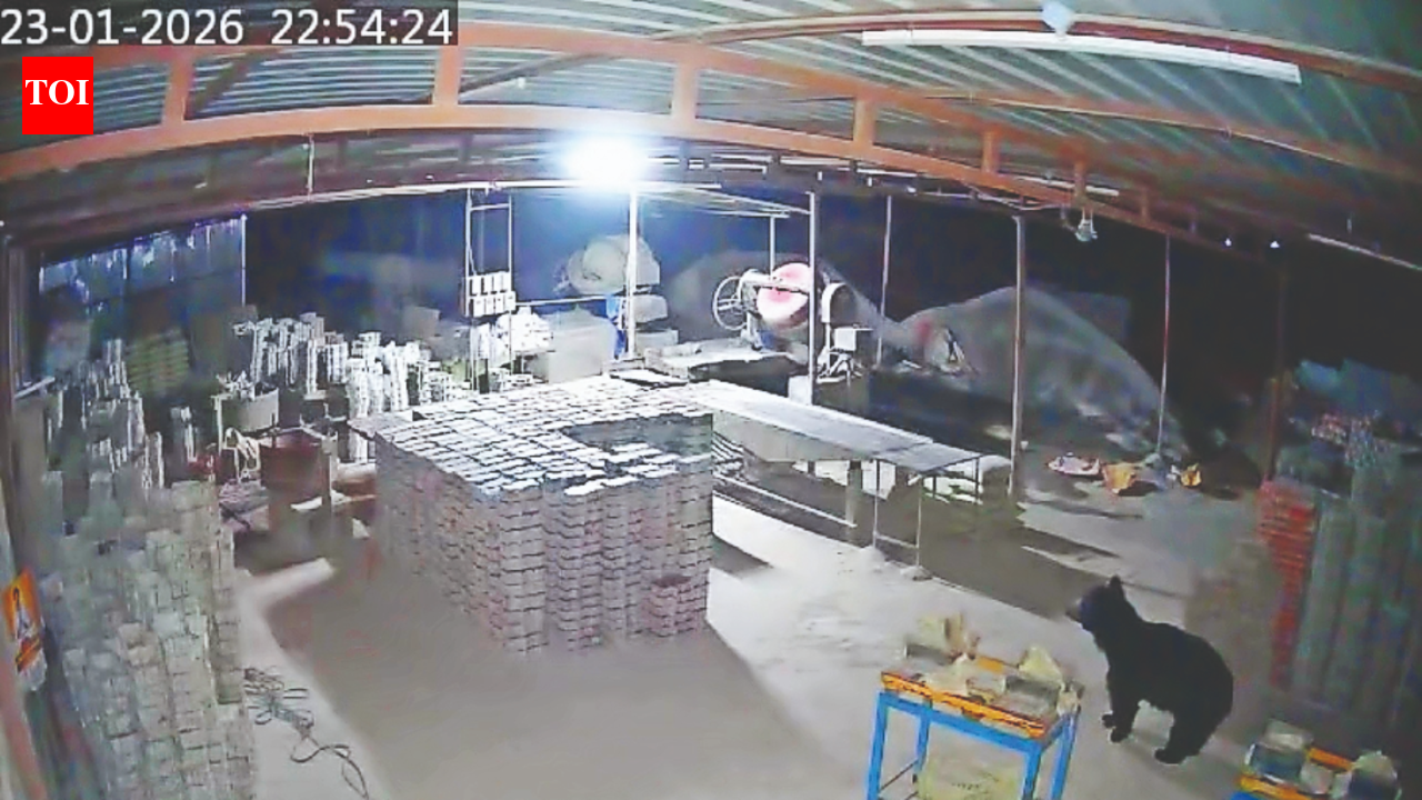 Sloth Bear Movement Near Tamil Nadu Villages: KMTR Faces Growing Challenge