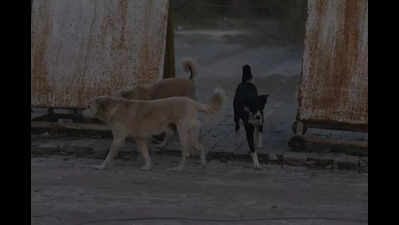 Mandya DC directs local bodies to take urgent steps to control stray dog menace