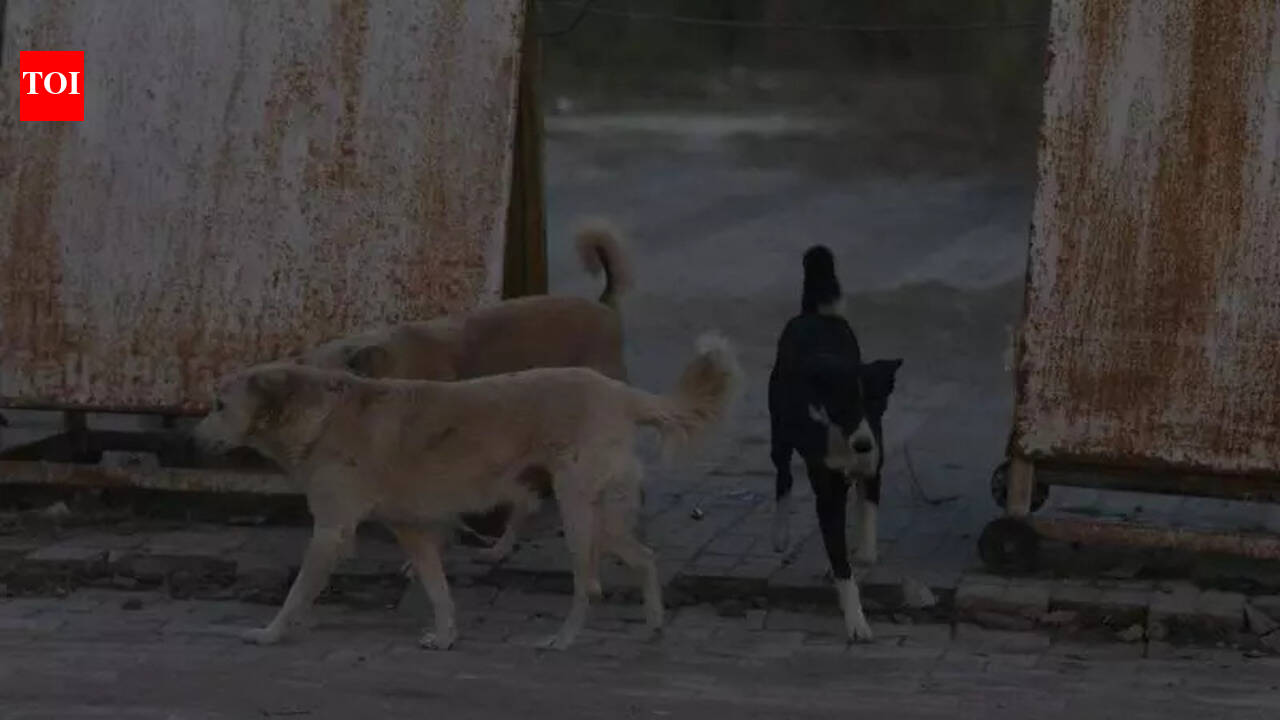 Mandya DC directs local bodies to take urgent steps to control stray dog menace