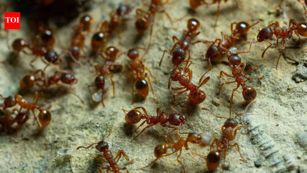 The secret survival strategy of red ants that relies on stolen black ant babies for their colony