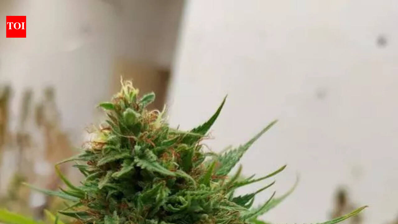 Thailand ‘shoot’ nipped budding model’s career