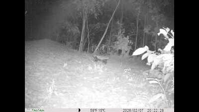 Rare honey badger clicked in forests of Jhargram