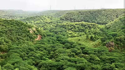 Cadre mismatch persists in Haryana forest dept despite transfer, posting orders