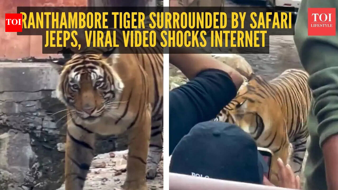 Cornered in the wild: Ranthambore tiger surrounded by safari jeeps, viral video shocks internet