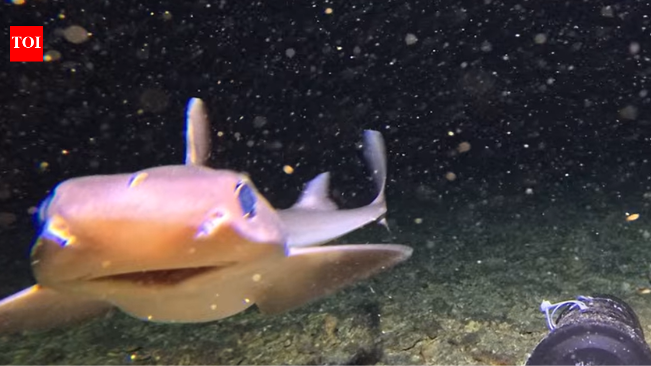 200 meters into Bali’s ‘demon’ waters, YouTuber records species ‘no one has ever seen alive’