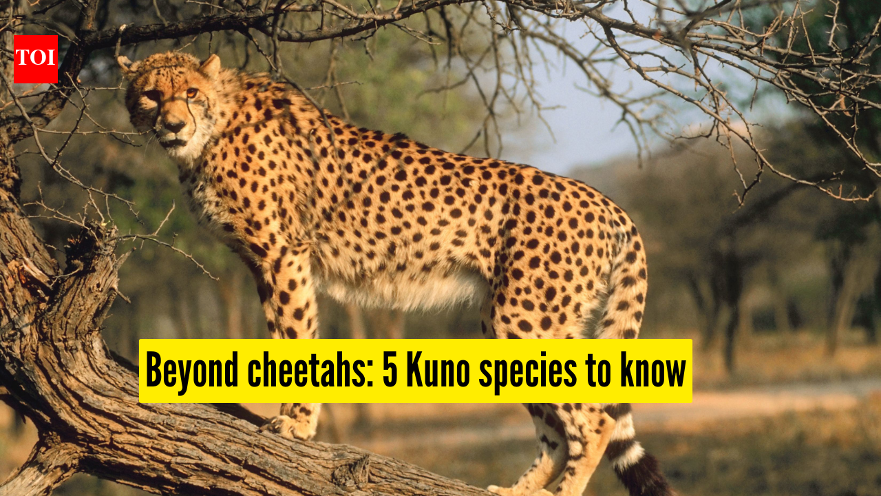 Not just cheetahs: 5 lesser-known wildlife species thriving in Kuno