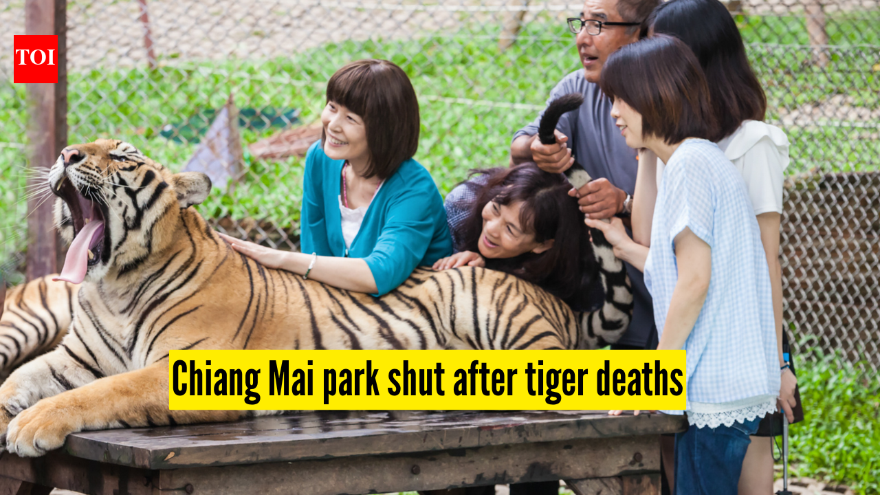 Thailand: 72 tigers die in Chiang Mai virus outbreak; lab tests identify canine distemper, park shut