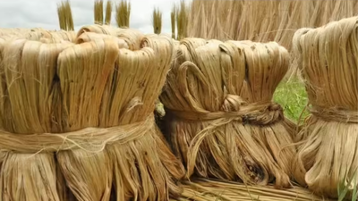 Cabinet hikes raw jute MSP to Rs 5,925 per quintal for 2026-27