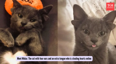 The cat with four ears and an extra tongue who is stealing hearts online
