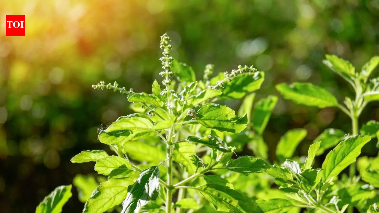 3 Powerful mantras to chant while offering water to holy Tulsi