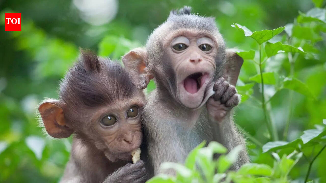 ‘Monkeys can count up to 4’: Is the viral claim really true or can they count beyond