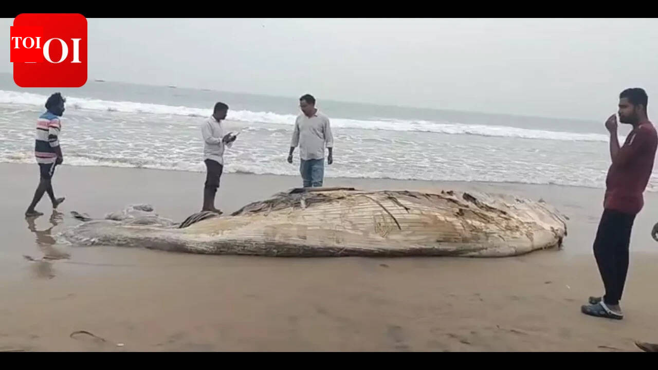 30-ft baleen whale carcass washes ashore in Paradip beach: Investigation underway