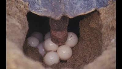 Sporadic nesting of turtles starts at Gahirmatha