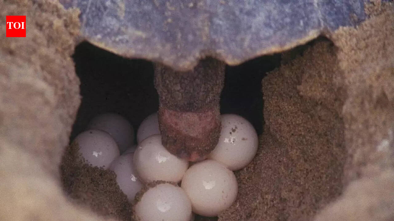 Sporadic nesting of turtles starts at Gahirmatha