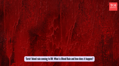  What is Blood Rain and how does it happen?