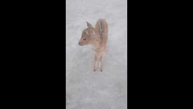 Chital fawn hand-reared at Kishenpur Sanctuary