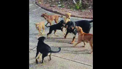 Well-raised dogs don’t end up ferocious, say pet owners