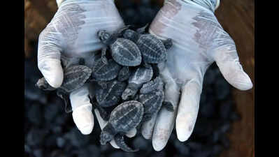 First batch of turtle hatchlings released into sea at Besant Nagar