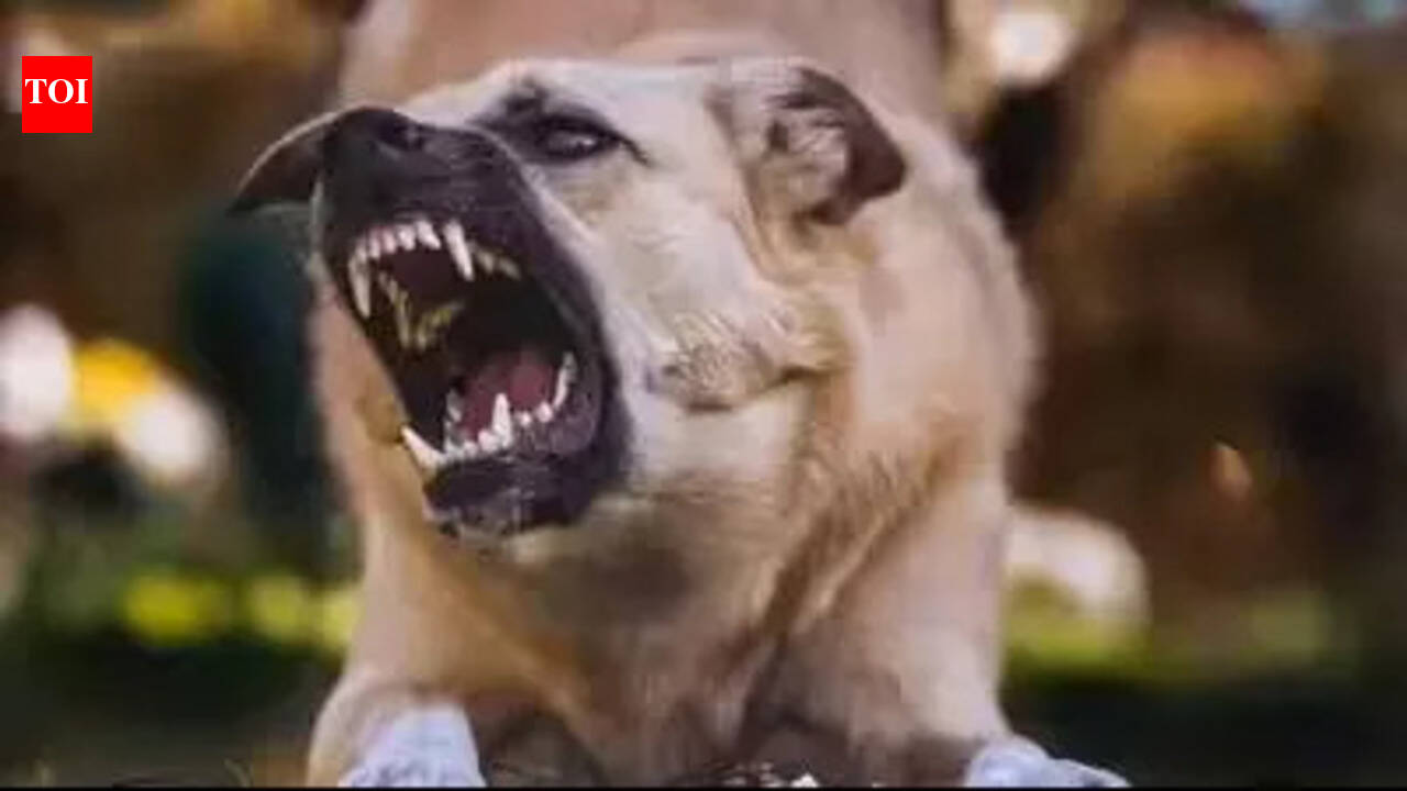 45-year-old dies of rabies after bitten by pet dog | Trichy News - The ...