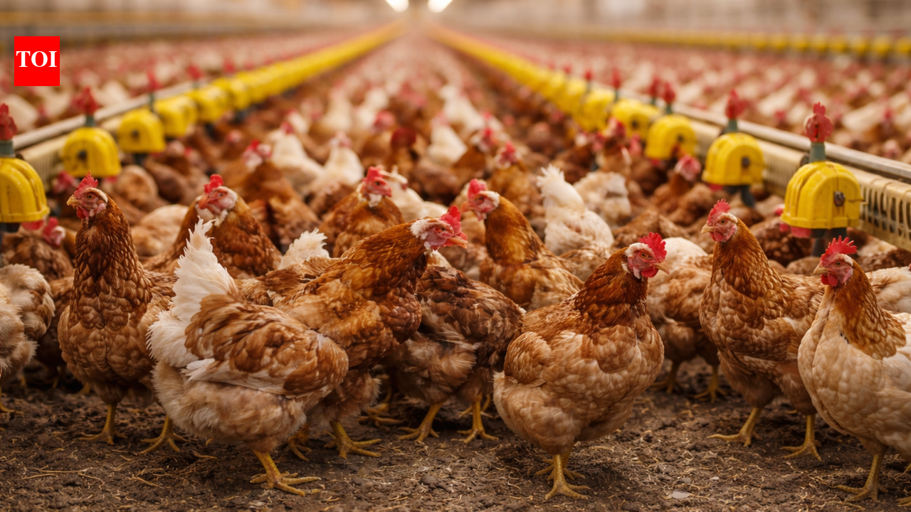 Saudi Arabia bans poultry imports from 40 countries including India amid health concerns