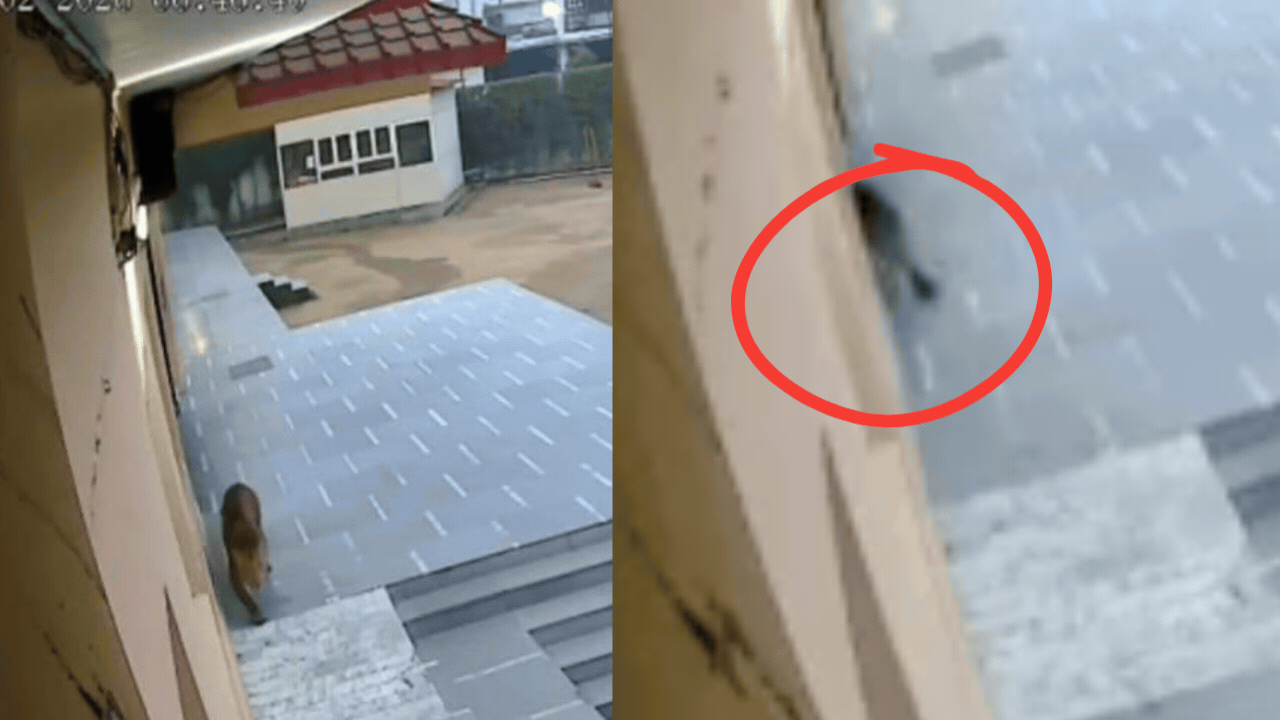 Big cat on campus! Exams postponed after leopard enters Ghaziabad school — watch