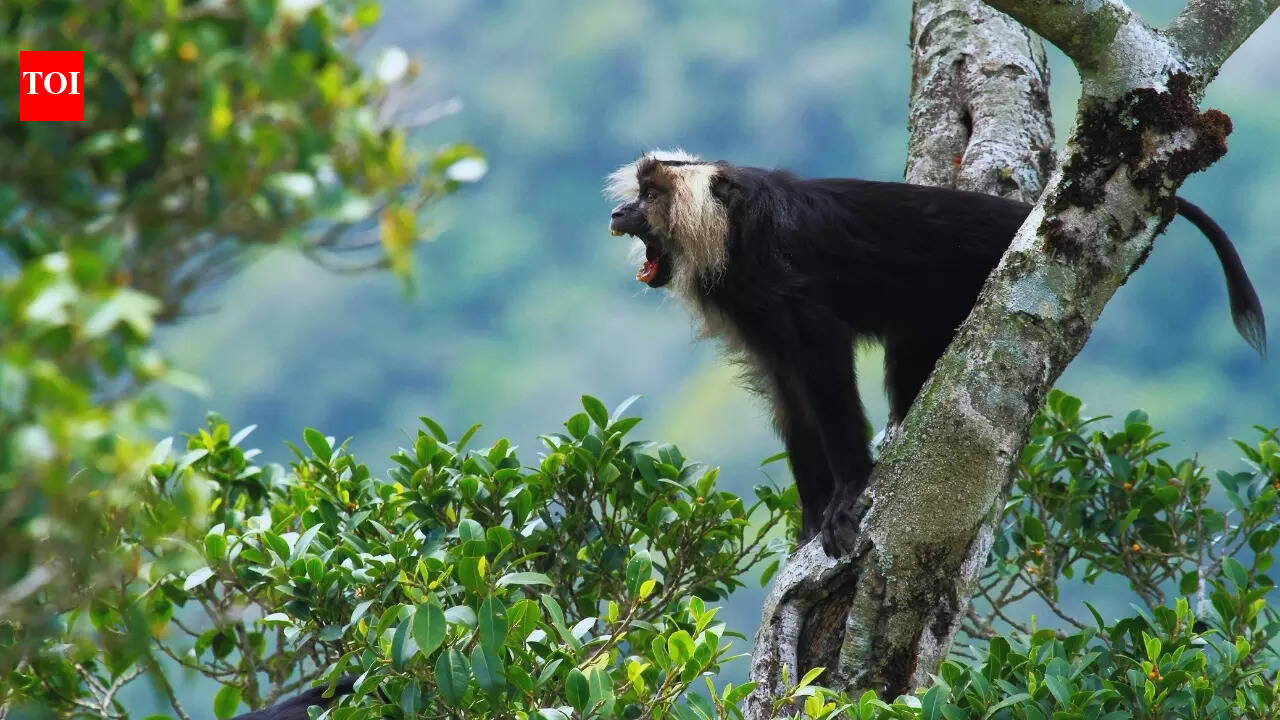5 iconic species from the Western Ghats and where to find them