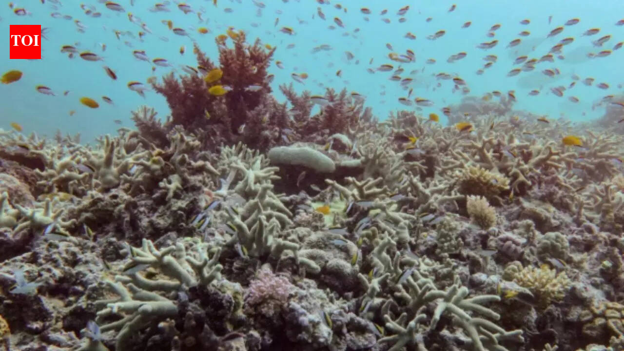 Mother-daughter team finds world’s largest known coral on Great Barrier Reef