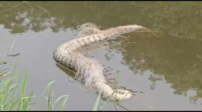 Four pythons found dead in Periyar river near Thadiyampadu in Idukki