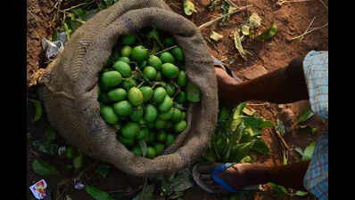 Push to give Aghanashini’s appemidi mango BHS tag