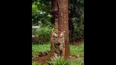 41 tiger deaths in Maharashtra in 2025, says state forest minister