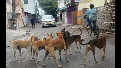 4 injured in stray dog attack in Chennai