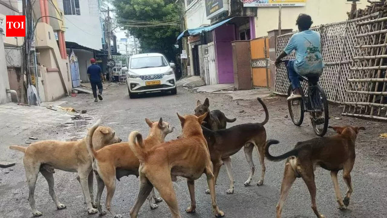 Stray Dog Attack In Chennai: 4 injured in stray dog attack in Chennai ...