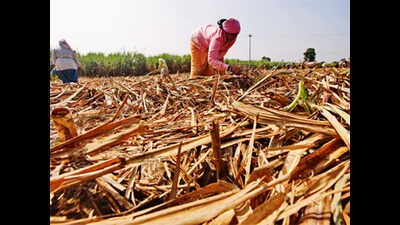 Revival process of Sakri Sugar Mill gains momentum after experts’ visit