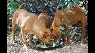PMC identifies 88 public spots for feeding stray dogs; volunteers point to some lacunae in process