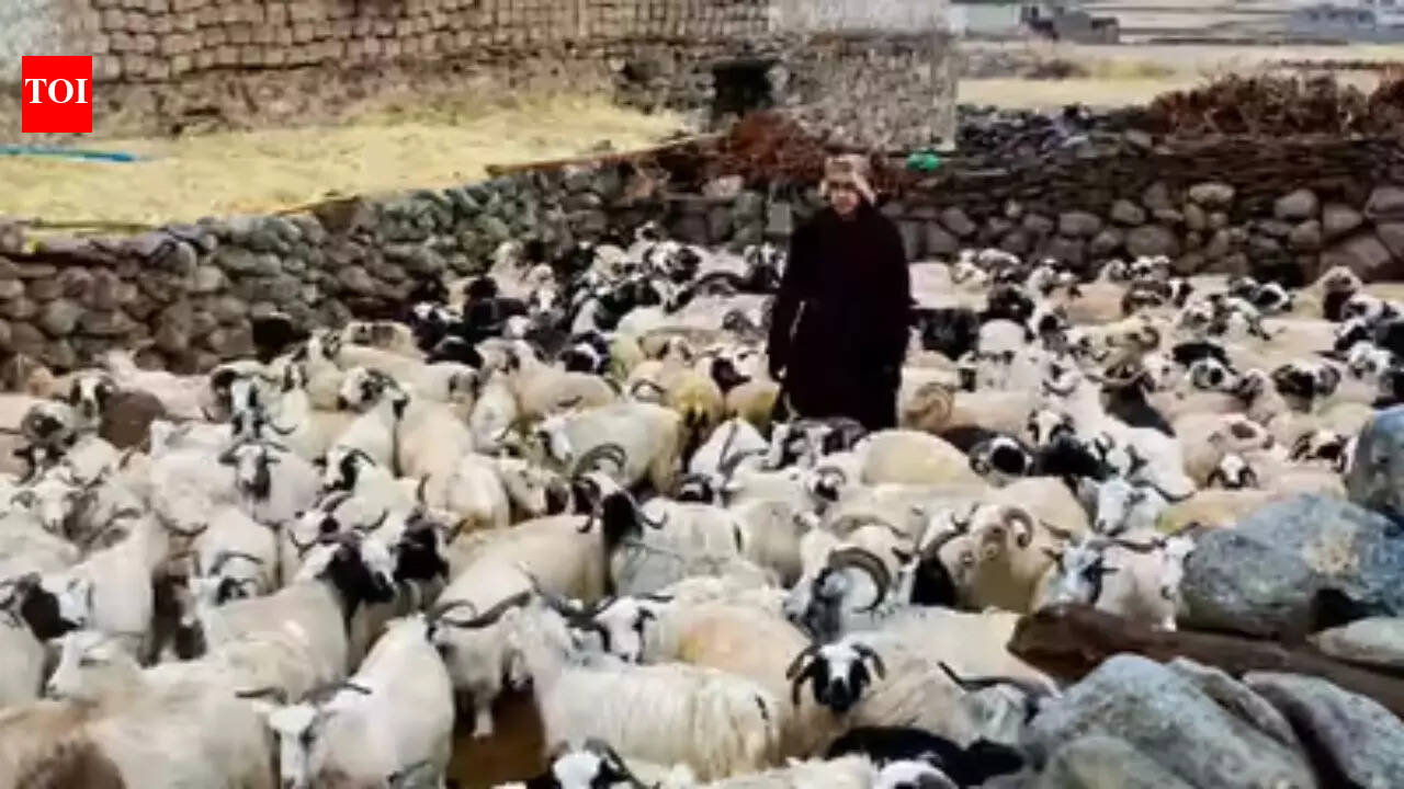 Ladakh plans to make Changthang pashmina products global brands