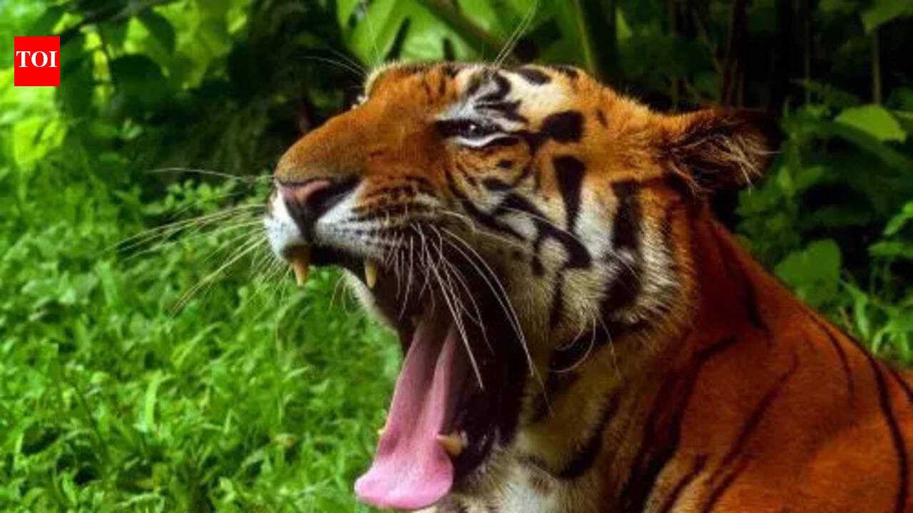 Tadoba-Andhari Tiger Reserve: Tadoba corridor mine pitchtriggers ...