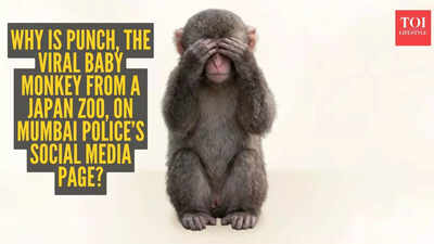 Why is Punch, the viral baby monkey from a Japan zoo, on Mumbai Police’s social media page? The 112 twist explained