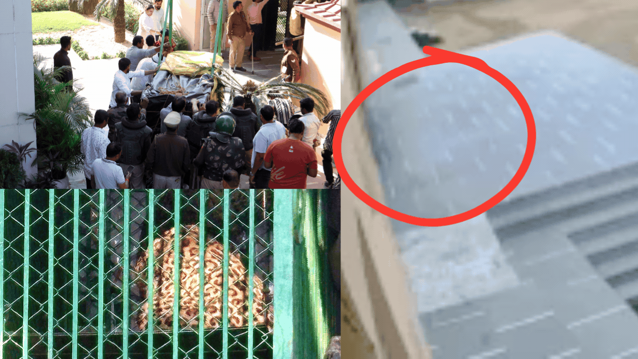 Leopard enters Ghaziabad school, stays holed up there for 8 hours; rescued