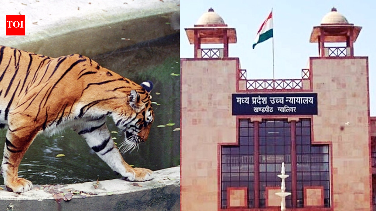 Four of 8 Bandhavgarh tigers died due to electrocution in 2 months, state govt tells Madhya Pradesh high court