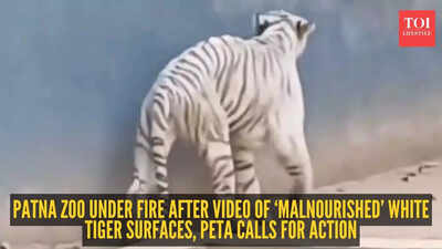  Patna Zoo under fire after video of ‘malnourished’ white tiger surfaces, PETA calls for action