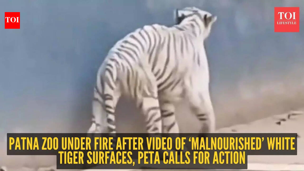 Viral: Patna Zoo under fire after video of ‘malnourished’ white tiger surfaces, PETA calls for action