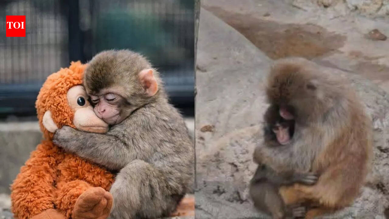 Why the internet can’t stop crying over Punch the Monkey: Oxford professor explains the science behind the obsession