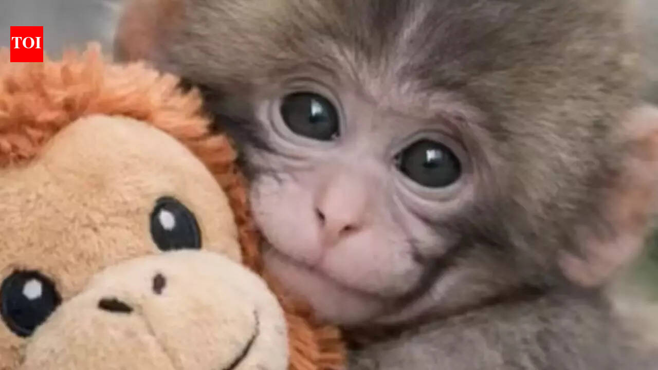 Google flooded with hearts as Punch the baby monkey wins the internet