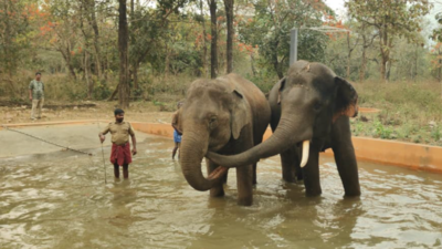 Newly opened Chadivayal elephant camp gets two occupants